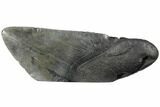 Giant, 6.1" Fossil Megalodon Tooth "Paper Weight" - #130857-1